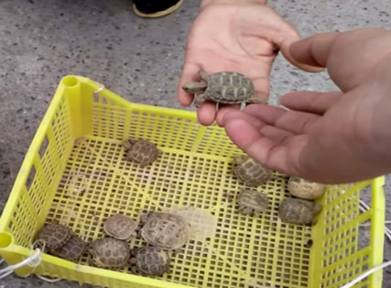 «Eski juva»da reyd: toshbaqalar sotuvining oldi olindi