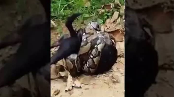 Video: Tailandda itni piton iskanjasidan arang qutqarib olishdi