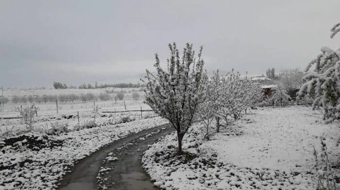 O‘zbekistonning ayrim hududlarida qor yog‘di