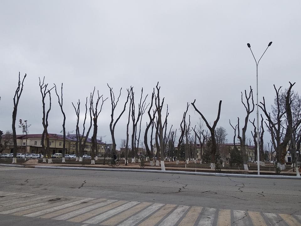 Foto: Buxoro shahri markazidagi daraxtlar «kal» qilindi