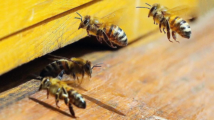 Avstriyalik bog‘bon asalarilarni zaharlagani uchun qamoq jazosi oldi