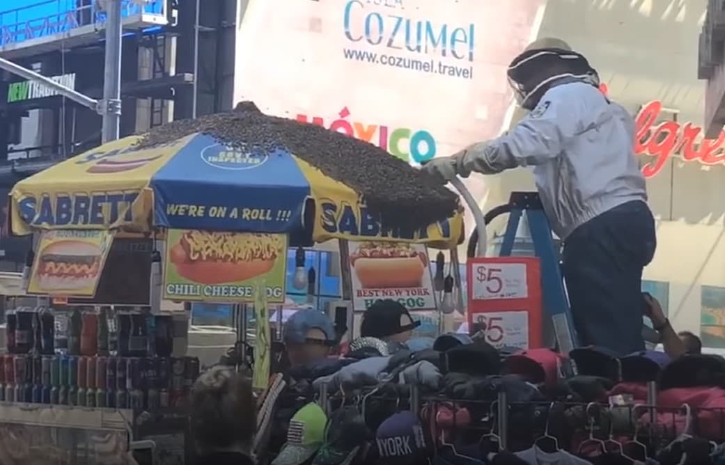Nyu-Yorkdagi Tayms-skver maydoni asalarilar sababli bir soatga yopildi