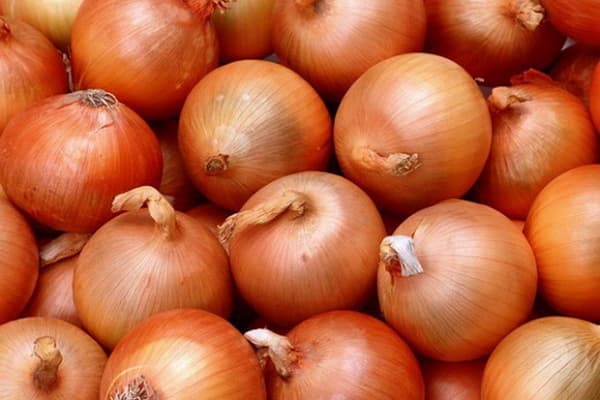 O‘zbekoziqovqatxolding piyozni 1200 so‘mdan xarid qilib oladi