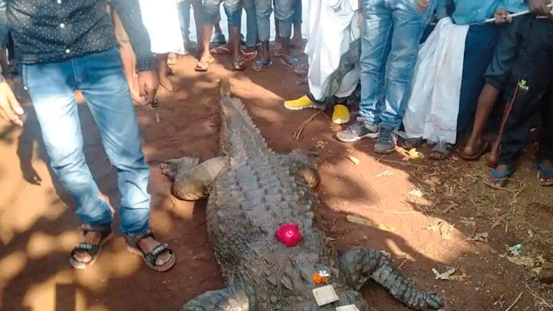 Hindistonda 130 yoshli timsohning dafn etilishiga 500 kishi keldi