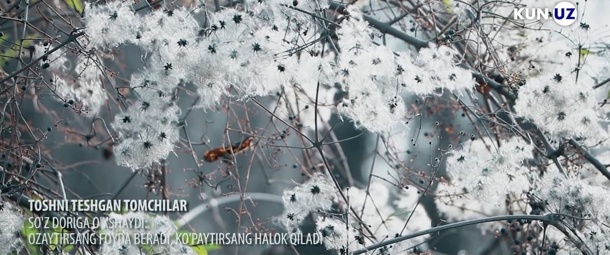 So‘z doriga o‘xshaydi: ozaytirsang foyda beradi, ko‘paytirsang halok qiladi