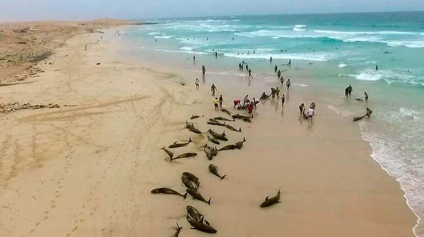 Afrika g‘arbida 200 ga yaqin delfin o‘zini plyajga otdi