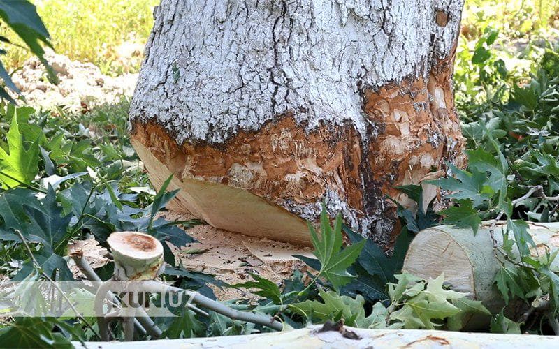 В Узбекистане увеличили штрафы за незаконную рубку деревьев