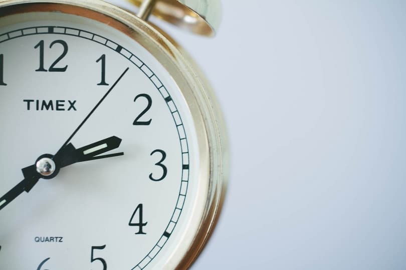 Xronofaglar: ular kim va nimasi bilan xavfli?