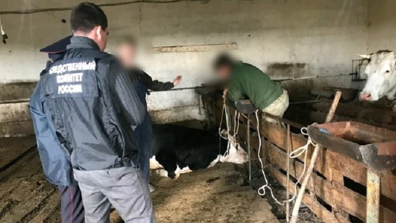 Rossiyada o‘zbekistonlik muhojir buqa suzishi oqibatida halok bo‘ldi