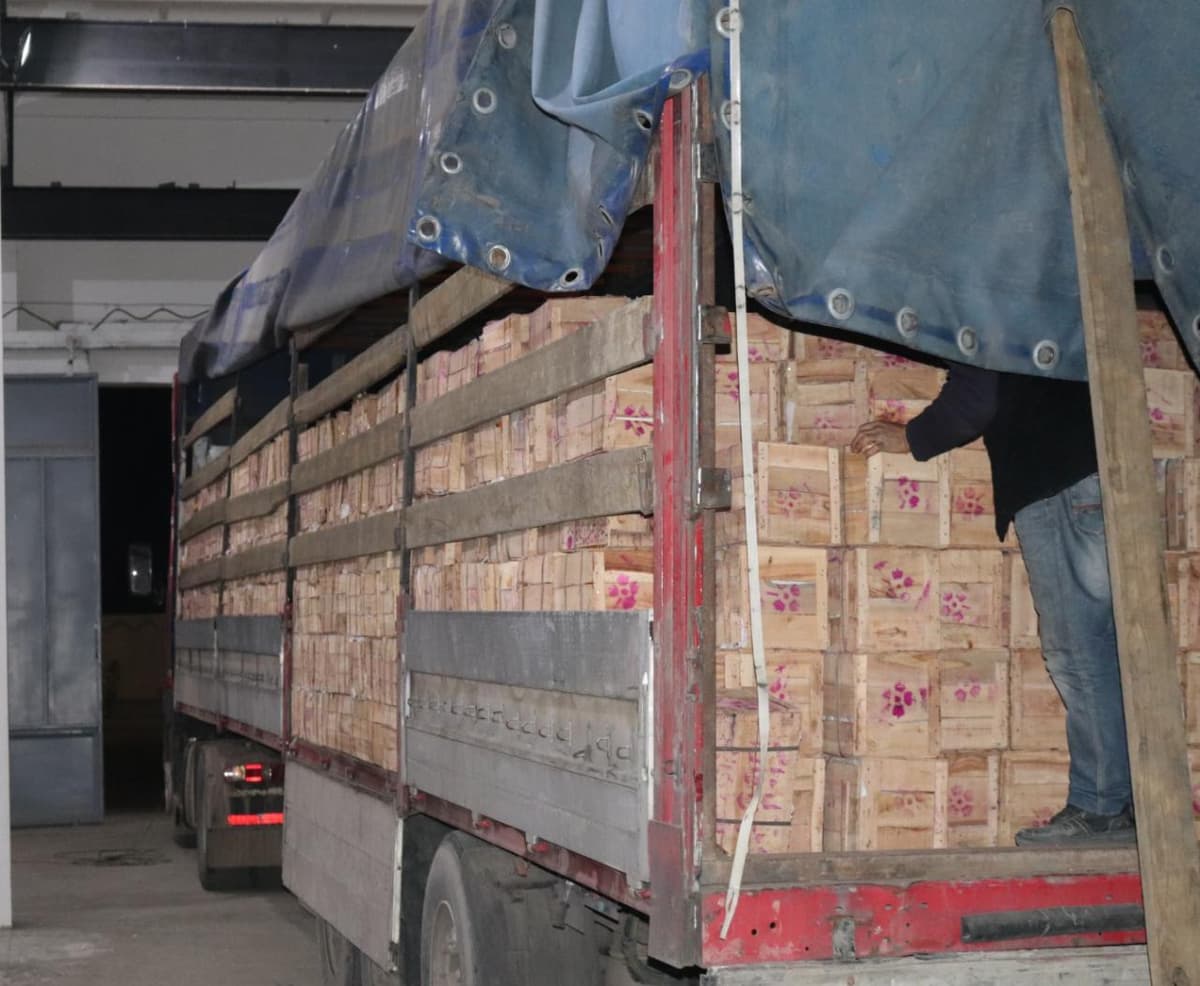 Hujjatlardan «tushib qolgan» 3600 kilogramm mandarinlar aniqlandi