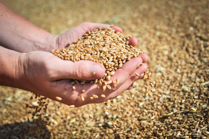 Uzbekistan becomes main importer of Kazakh wheat
