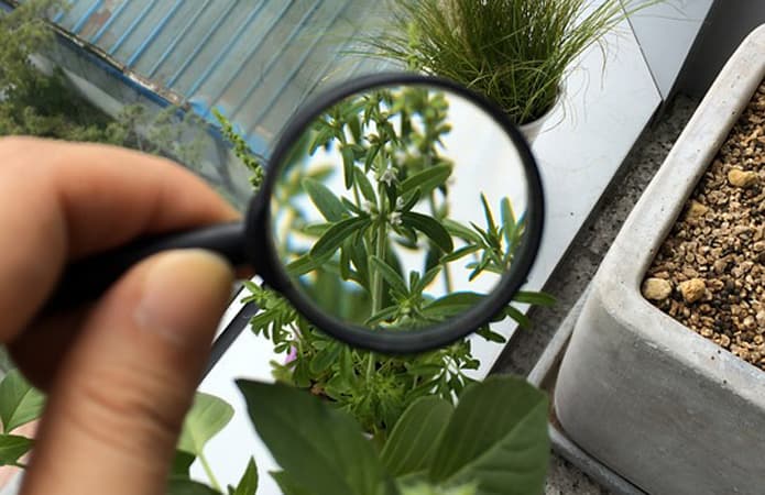 Davlat chegarasida fitosanitariya nazoratini tashkil etish tartibi belgilandi