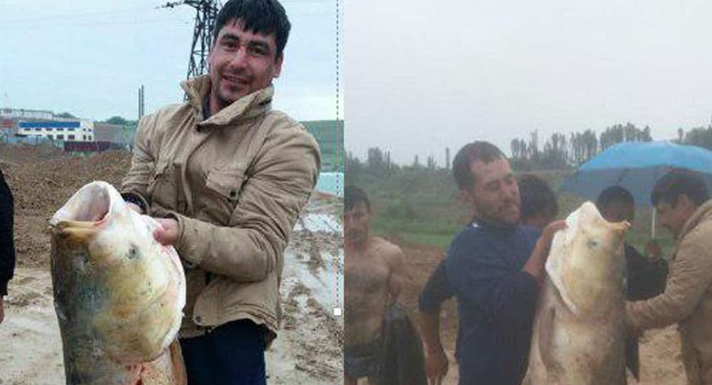 Toshkent dengizida juda katta baliq ovlandi
