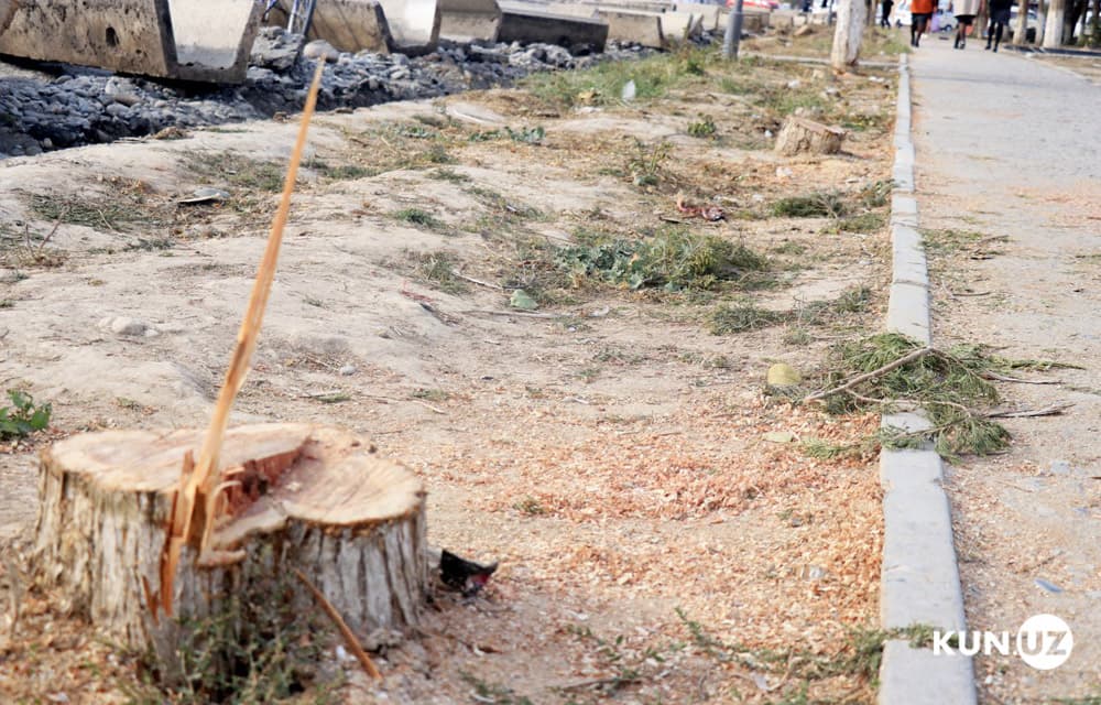 Tanqiddan so‘ng: Past Darg‘omdagi daraxtlarni noqonuniy kesgan shaxs 54 mln so‘m zararni qoplaydi va jarima to‘laydi
