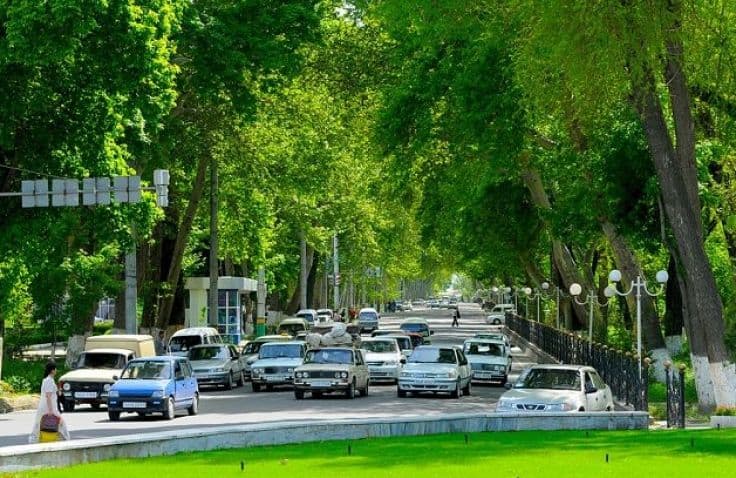 «Samarqandda birorta ham daraxt kesilmaydi!» - Universitet xiyobonidagi daraxtlar masalasiga aniqlik kiritildi