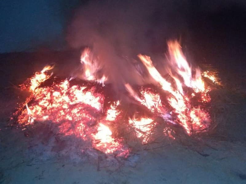 Sirdaryoda Xitoydan keltirilgan 3 million tut ko‘chati yoqib yo‘q qilindi