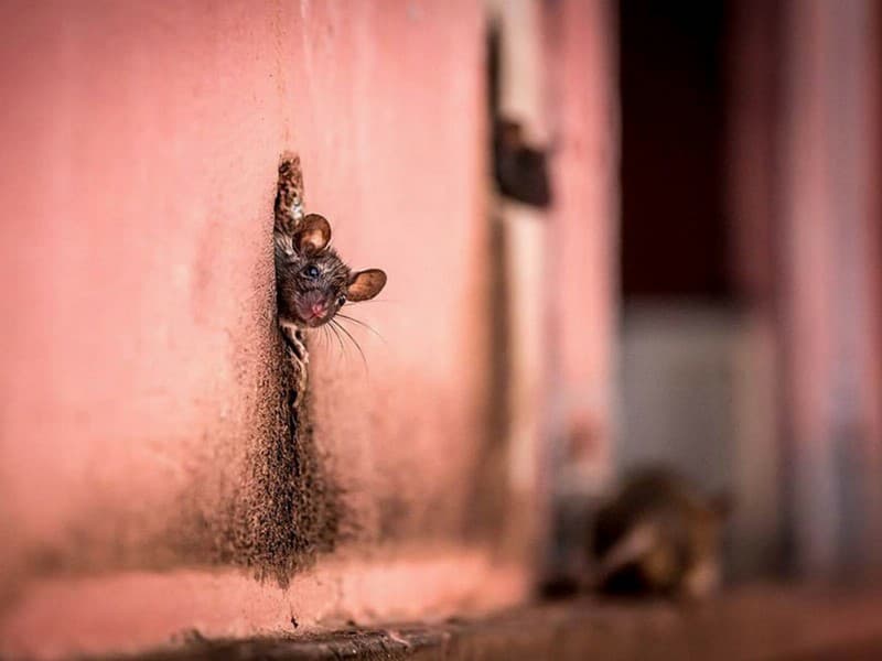 National Geographic uchun olingan durdona suratlar