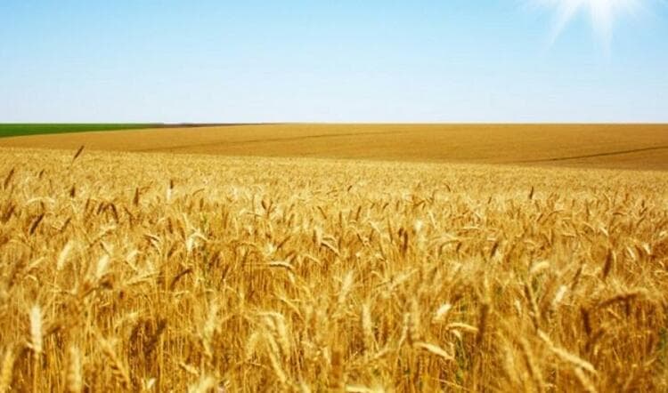 Toshkent viloyatining uchta tumanida yer maydonlari yangi loyihalarni amalga oshirish uchun ajratiladi