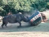 Darg‘azab karkidon safari-bog‘ xodimasi mashinasiga hujum qildi (video)