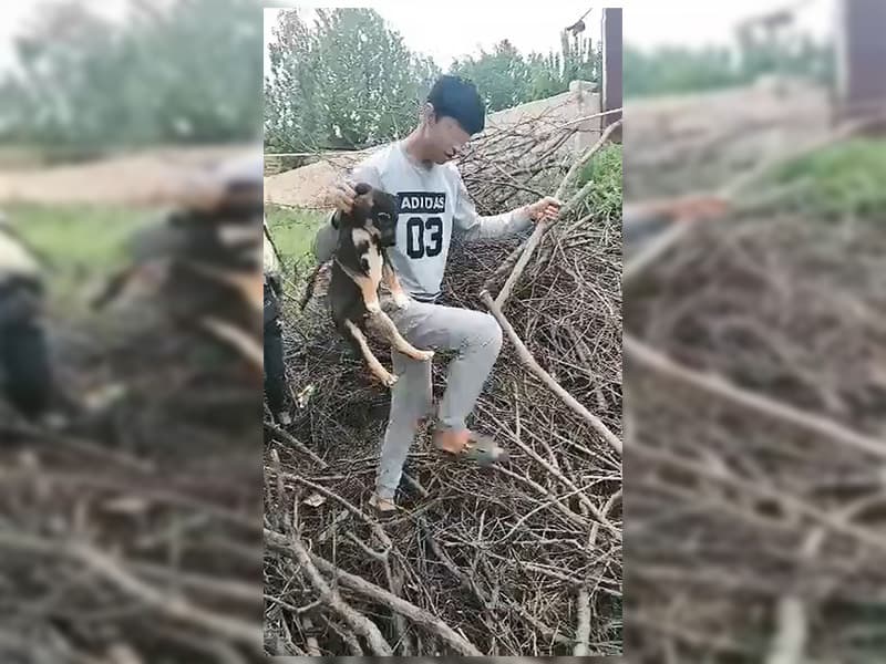 В Ташкенте подростки, которые палками избили щенка, взяты на учет