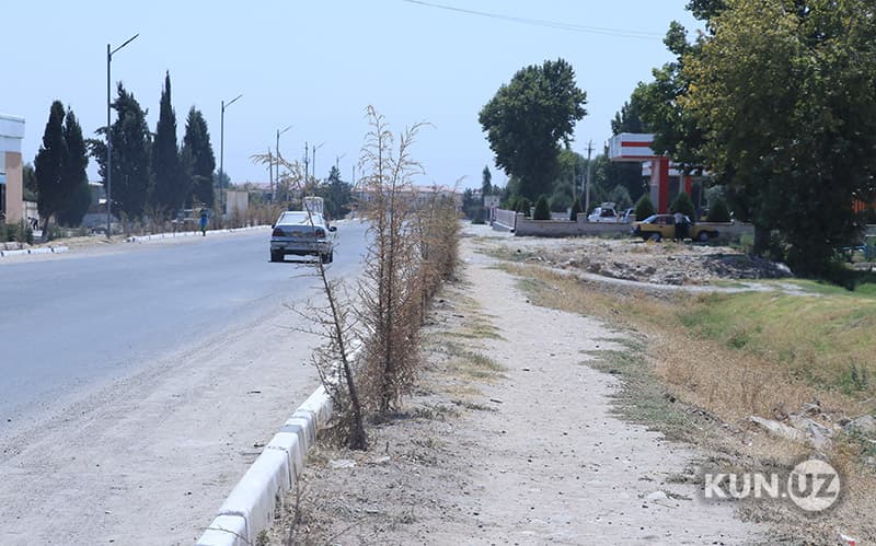 Foto: Sariosiyo markazidagi yo‘l chetida xo‘jako‘rsinga ekilgan archa nihollari qurib qoldi