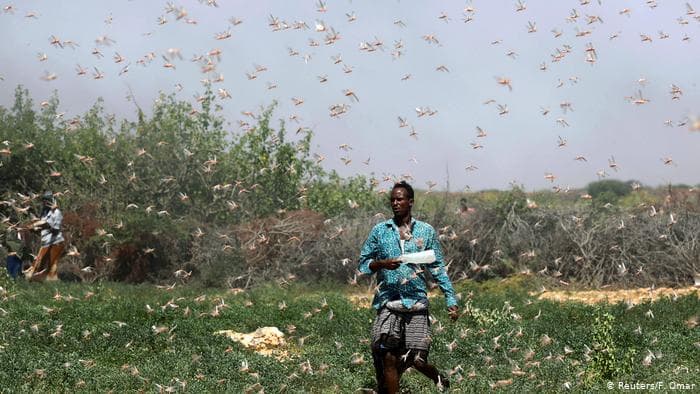 Afrikada oxirgi 25 yil ichida chigirtkaning eng katta ko‘lamli yopirilishi kuzatilmoqda