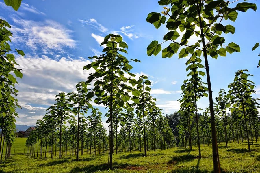 O‘zbekistonda pavlovniya plantatsiyalari tashkil qilinadi