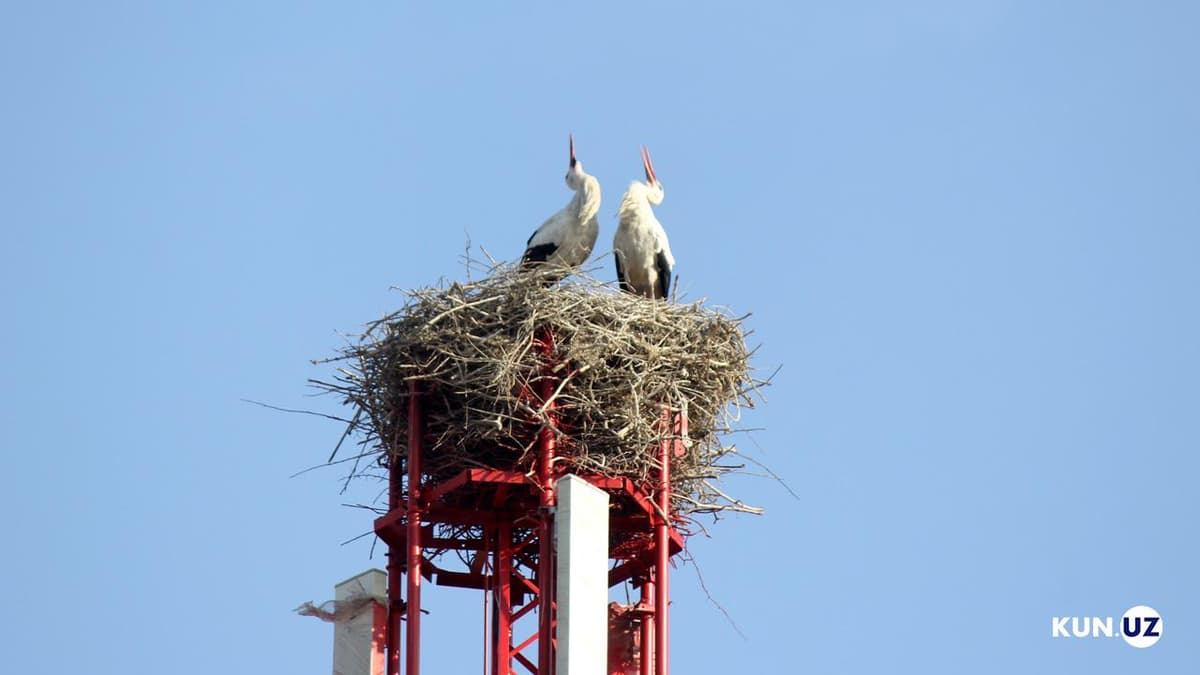 Foto: Laylaklar O‘zbekistonda qishlamoqda
