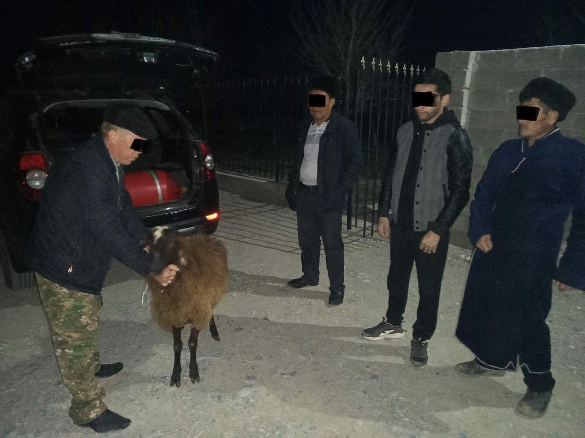 Самарқандда «Captiva»да қўй ўғирлаган шахс ушланди