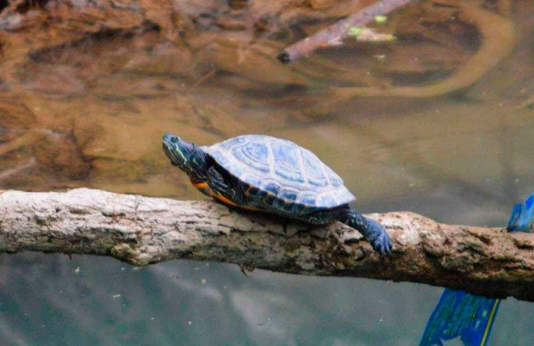 Toshkentda O‘zbekiston tabiatiga xos bo‘lmagan toshbaqa turi aniqlandi