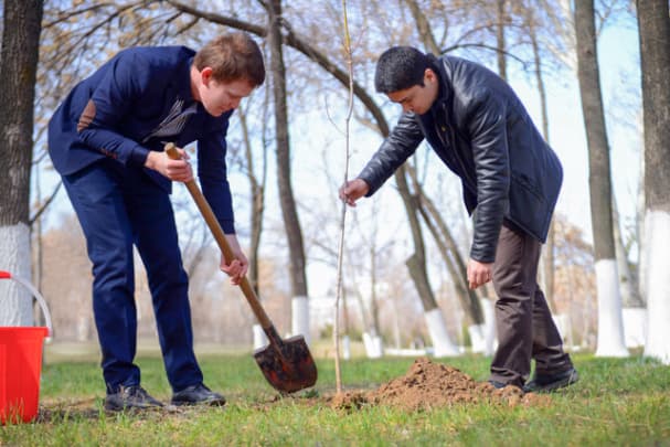 Республика ҳудудларида манзарали дарахт ва бута кўчатларини экиш ишлари кучайтирилади