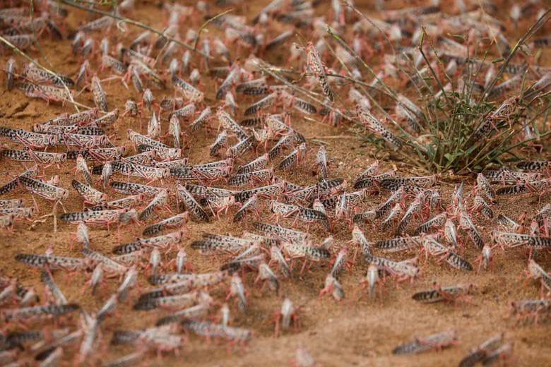FAO lunches the Project for Improvement of Locust Management in Central Asia