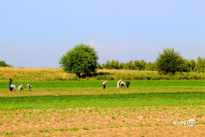 Краткосрочное или пожизненное владение землёй – что лучше для дехканина, земли и страны?