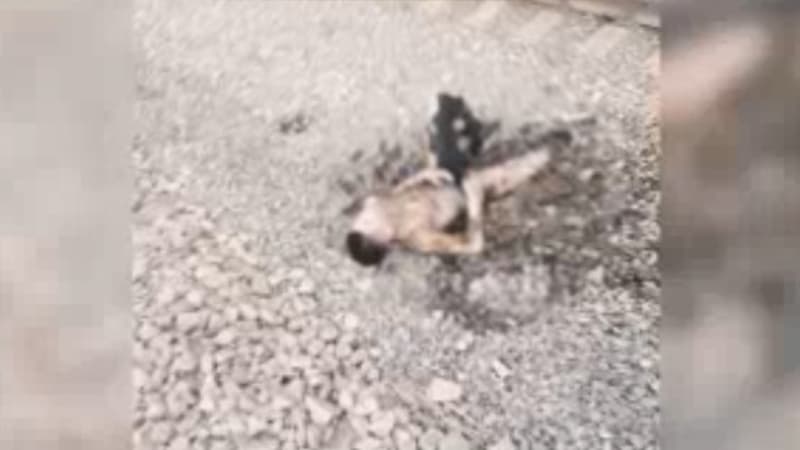 Toshkentda poyezd ustida selfi qilmoqchi bo‘lgan yigitni 27 ming voltli tok urdi