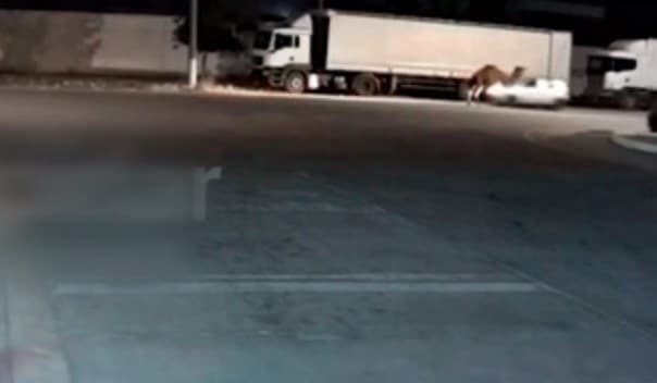 IIV Toshkentda «Matiz» haydovchisi ikki tuyani urib ketgani aks etgan video bo‘yicha ma'lumot berdi