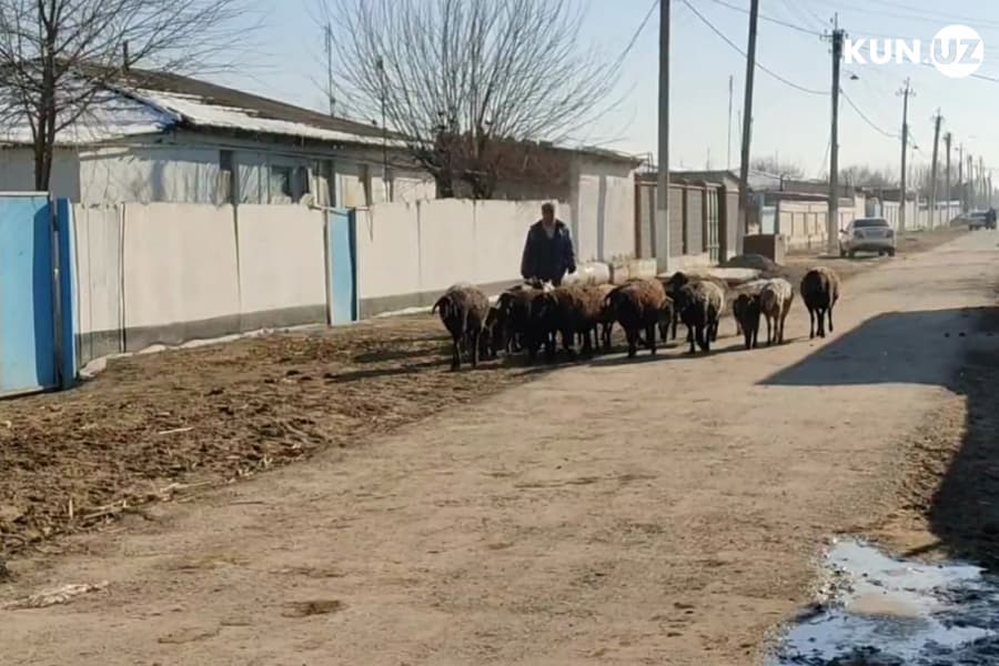 Qizlarga ish topilishi muammo - Sardobadagi mahallada bir kun