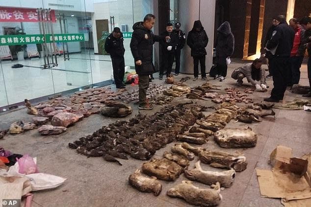 Хитойда яна ёввойи ҳайвонлар бозори очилди – мамлакат аччиқ тажрибадан хулоса чиқарадими?