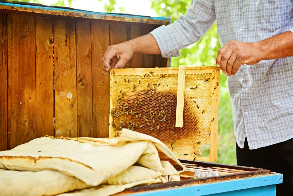 FAO ko‘magida asalarichilar uchun innovatsion axborot almashish tizimi ishlab chiqilmoqda