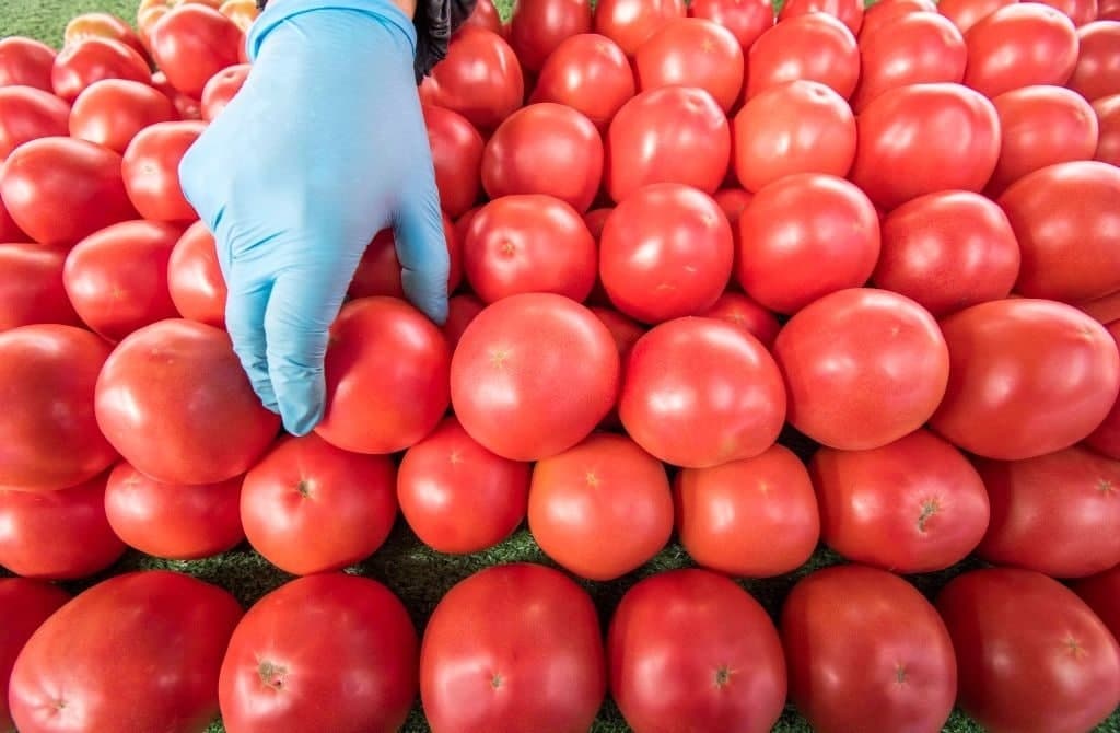 В России в помидорах и перцах из Узбекистана вновь нашли вирус. Продукты имели фитосанитарный сертификат