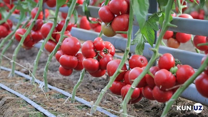 Rosselkhoznadzor permits 34 enterprises of Uzbekistan to export tomatoes to the Russian market