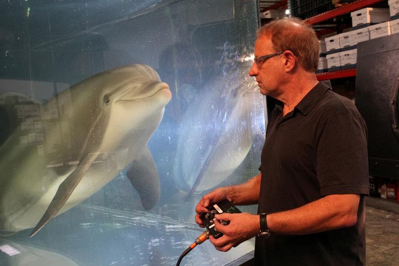 AQShda robot-delfin ishlab chiqildi (video)
