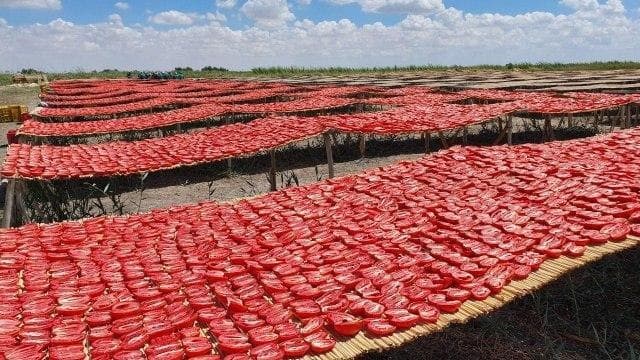 Uzbekistan exports large batch of dried tomatoes to France