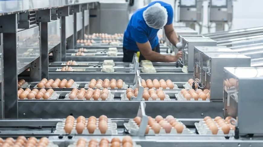 Russian poultry farms plan to attract labor migrants from Uzbekistan