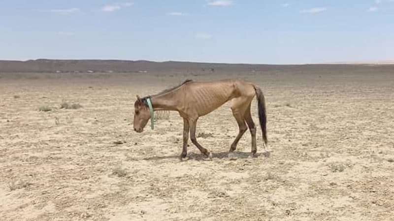 В Казахстане ожидается экстремальная засуха. В двух областях могут ввести режим ЧП