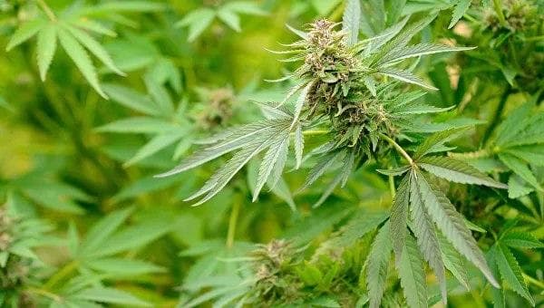 Surxondaryoda xonadonida kannabis o‘stirib kelayotgan shaxsga jinoiy ish qo‘zg‘atildi