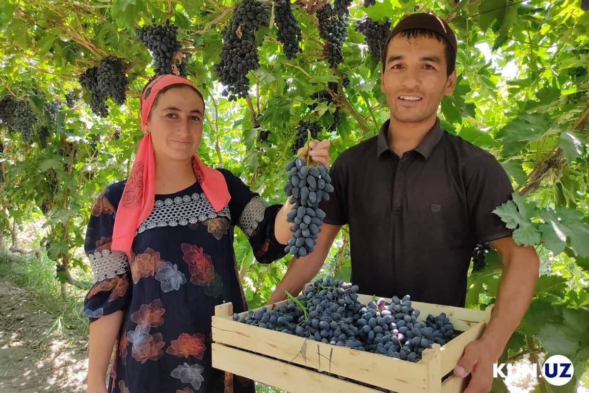 “Uzumning yangi navini yaratmoqchiman” – 30 yoshli bog‘bon