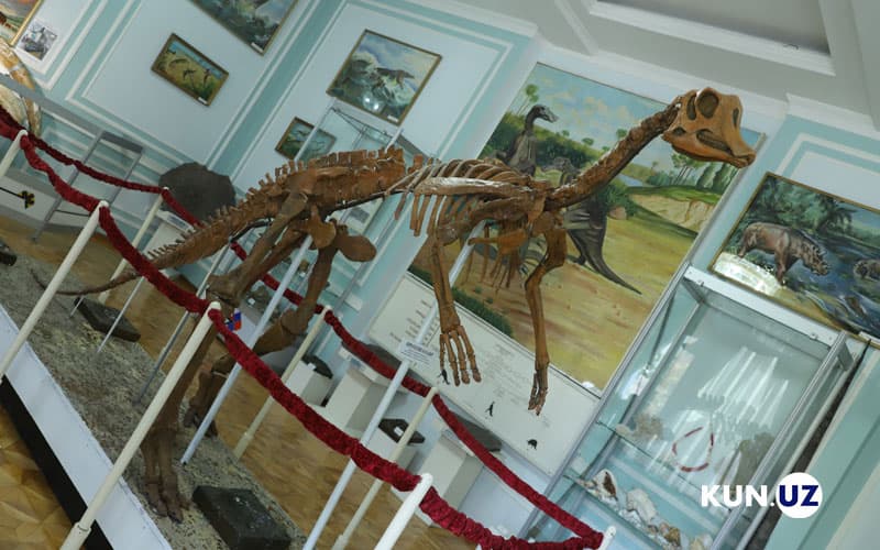 O‘zbekistondan topilgan yangi dinozavr suyagi shov-shuvlarga sabab bo‘ldi. U haqda nimalar ma'lum?