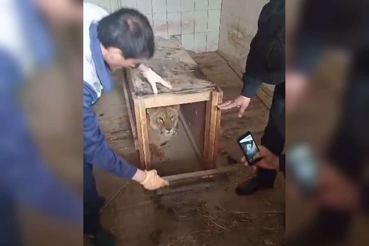 Samarqandda ushlab qolingan sher bolasi Toshkent hayvonot bog‘iga olib kelindi