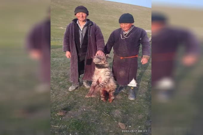 Surxondaryoda Qizil kitobga kiritilgan sirtlon ovlangani aytildi. Uni cho‘ponlarning itlari o‘ldirgan bo‘lib chiqdi