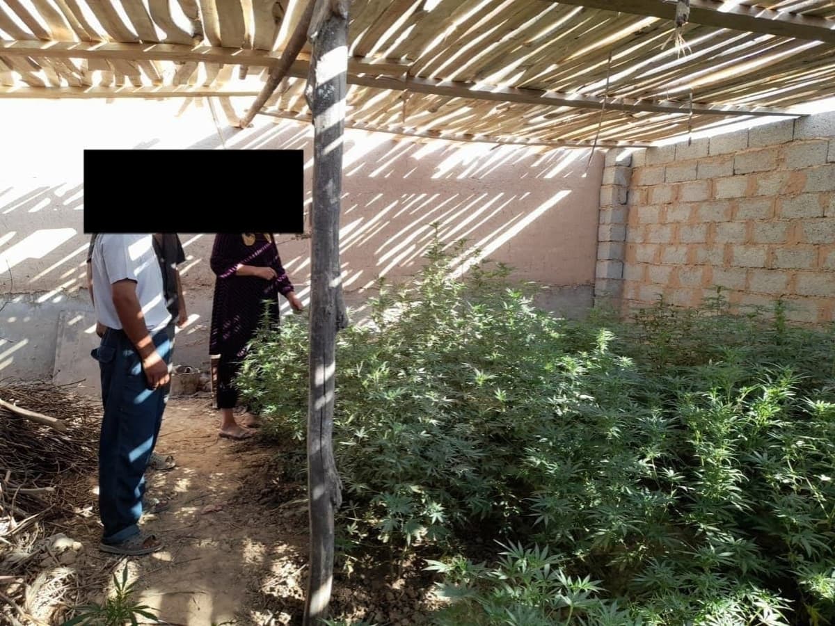 Qashqadaryoda o‘z xonadonida ko‘p miqdorda kannabis parvarishlab kelayotgan ayolga jinoiy ish qo‘zg‘atildi